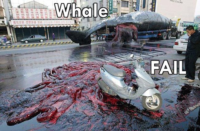 Whale Fish Accident Funny Fail Picture