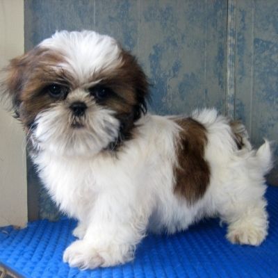 White And Brown Shih Tzu Puppy
