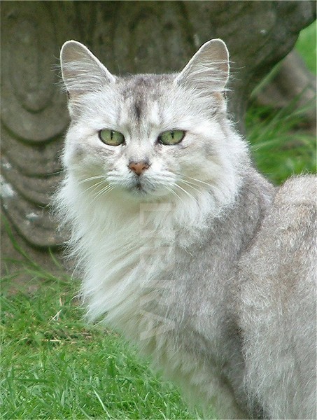 White And Grey Abyssinian Cat Picture