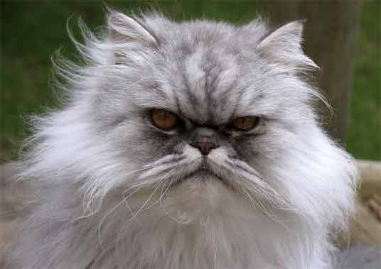 White And Grey Persian Cat