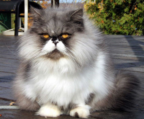 White And Grey Persian Cat Picture
