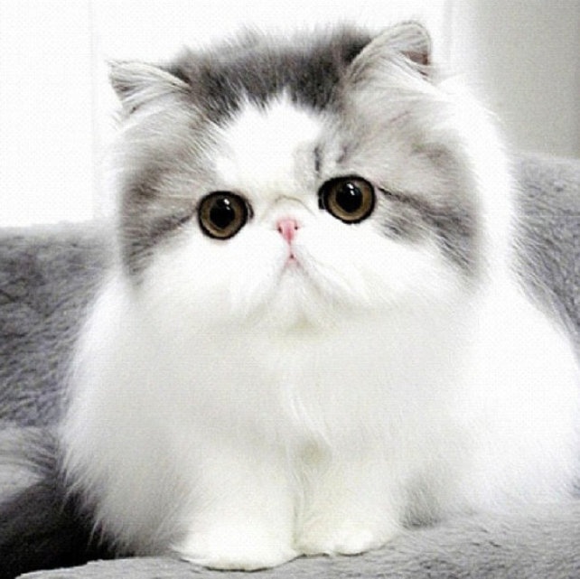 White And Grey Persian Kitten