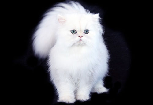 White Chinchilla Persian Cat