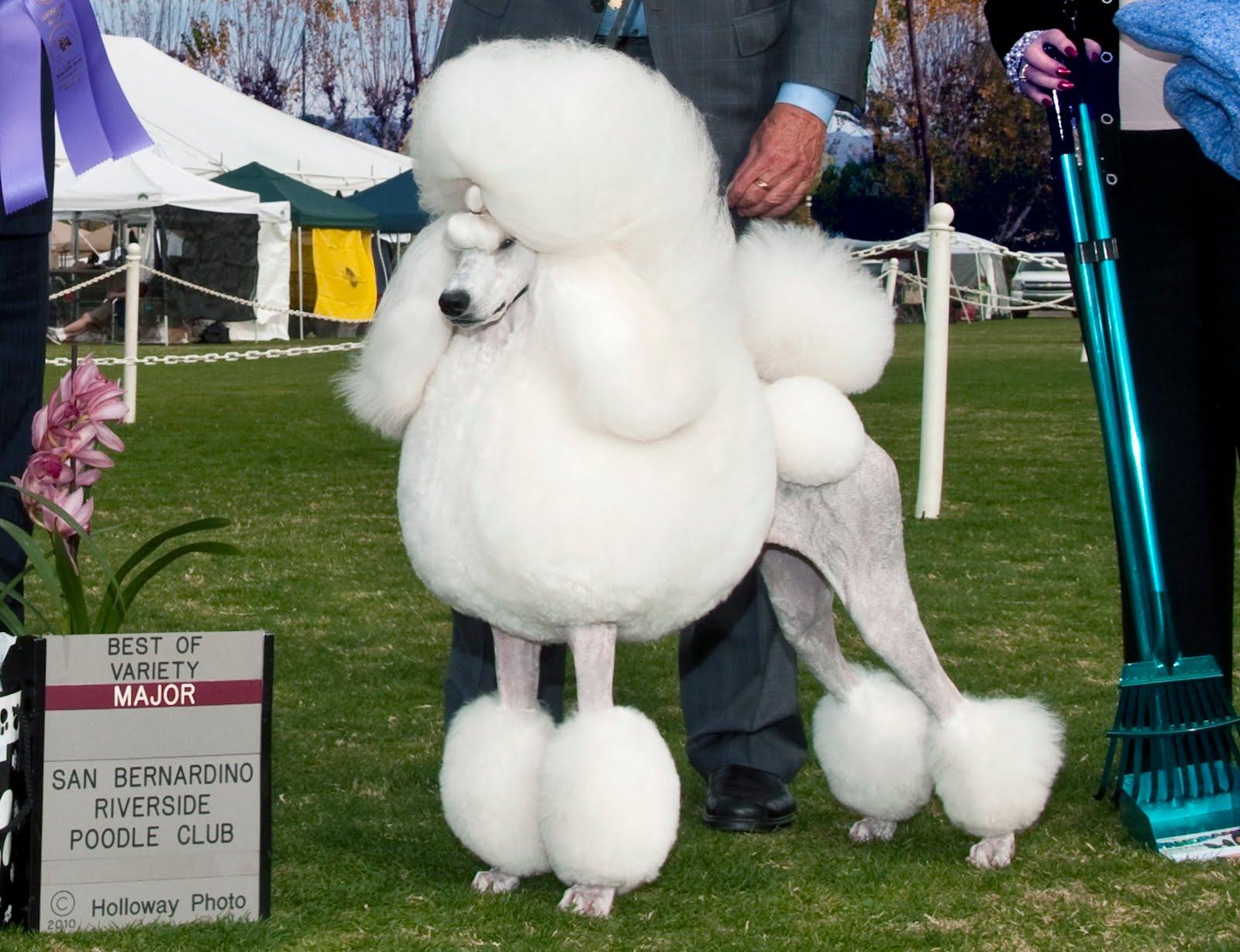 White Cropped Poodle Dog In Dog Show