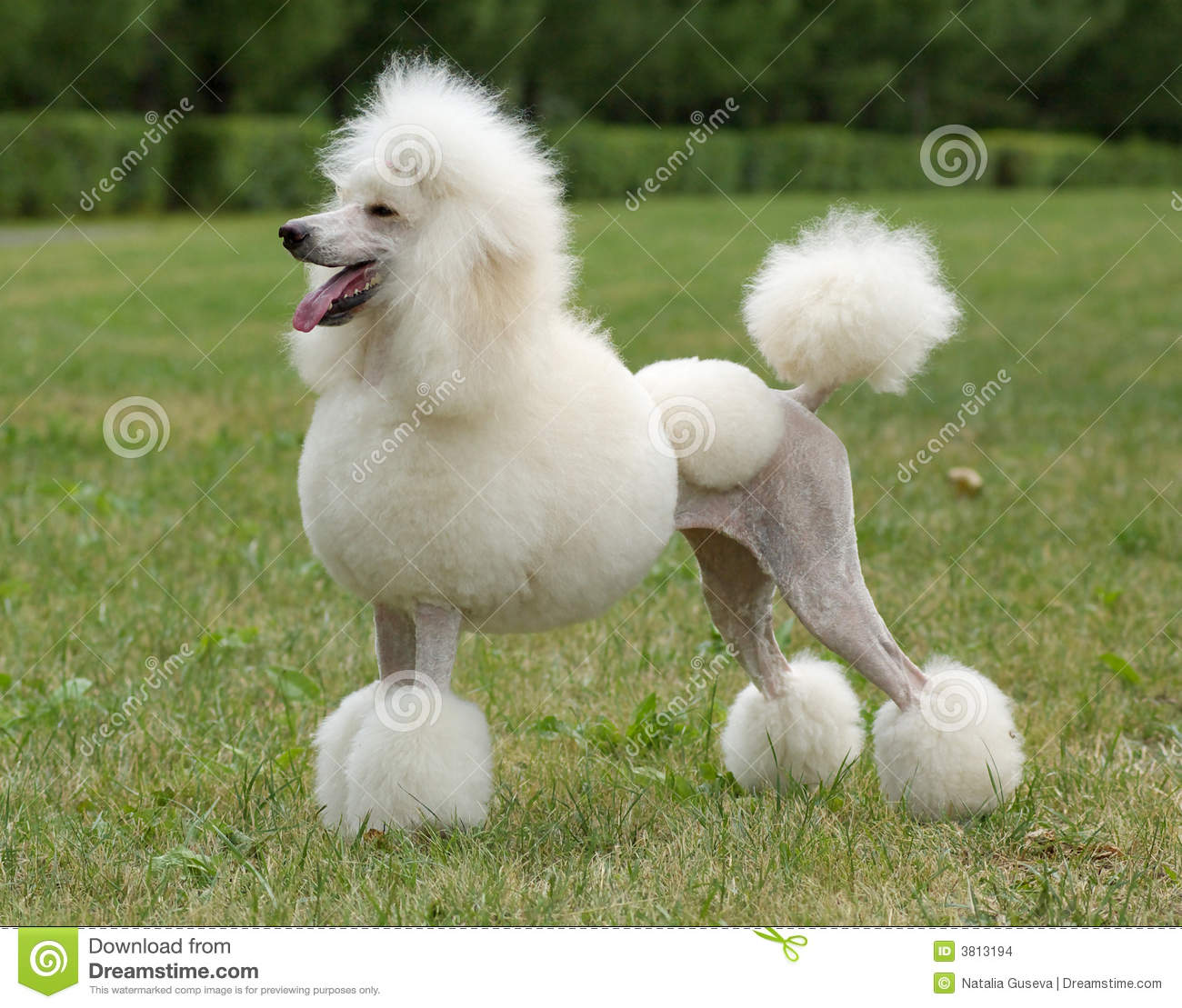 White Cropped Poodle Dog In Lawn