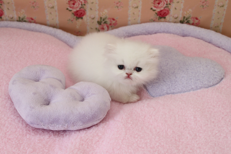 White Cute Miniature Persian Kitten On Bed