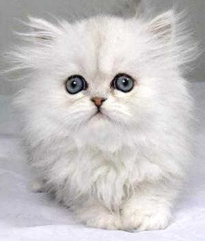 White Cute Persian Kitten