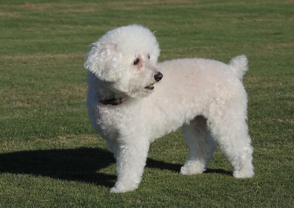 White Cute Poodle Dog In Lawn
