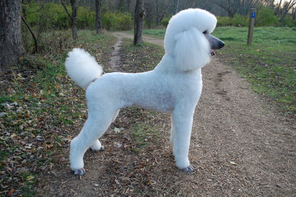 White Cute Poodle Dog