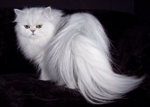 White Hairy Persian Cat