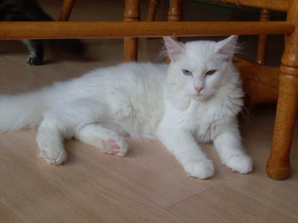 White Lazy Maine Coon Cat