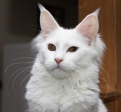White Maine Coon Cat Face