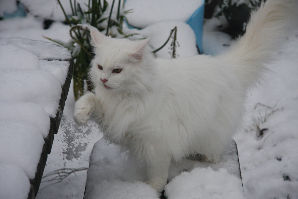 White Maine Coon Cat In Snow Picture