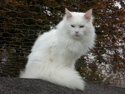 White Maine Coon Cat Sitting