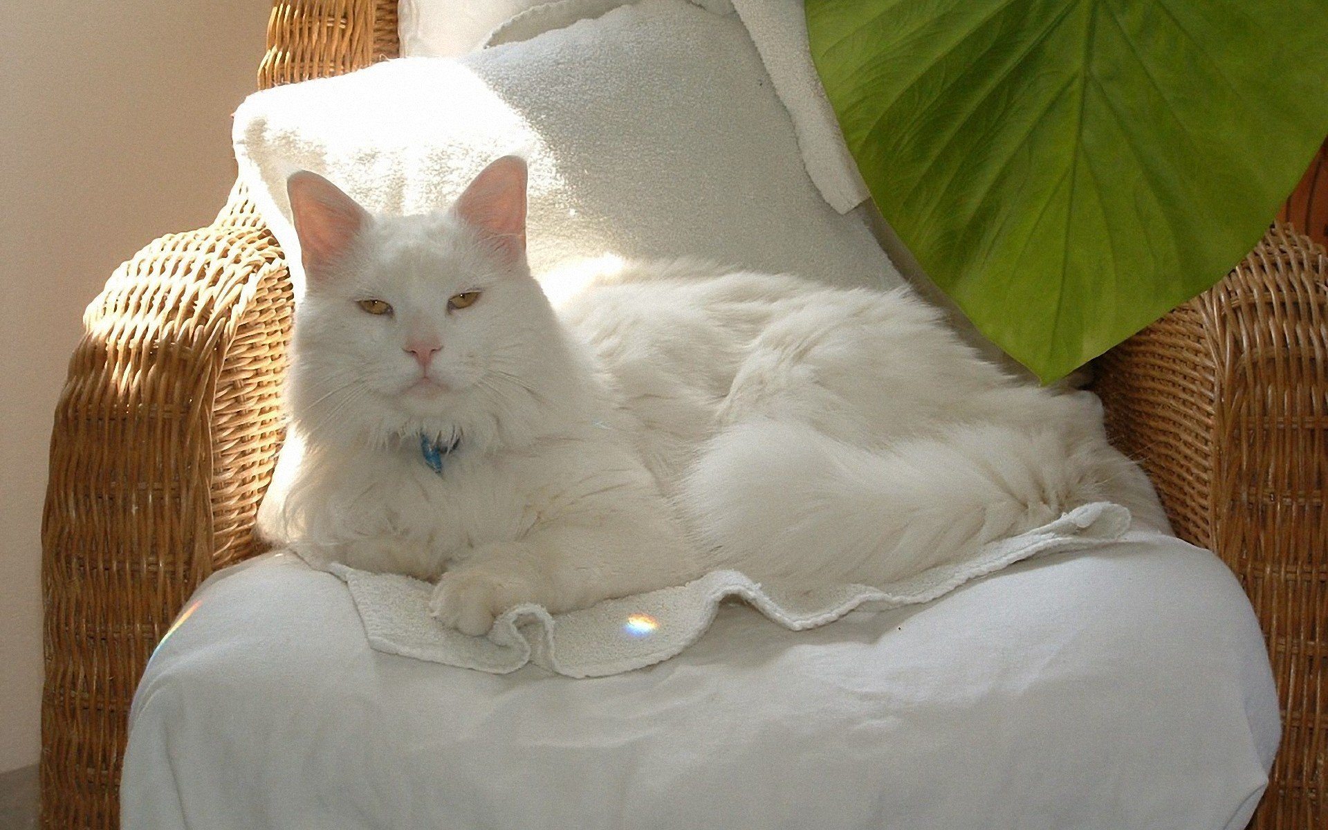 White Maine Coon Cat Sitting On Chair