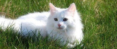 White Maine Coon Cat Sitting On Grass
