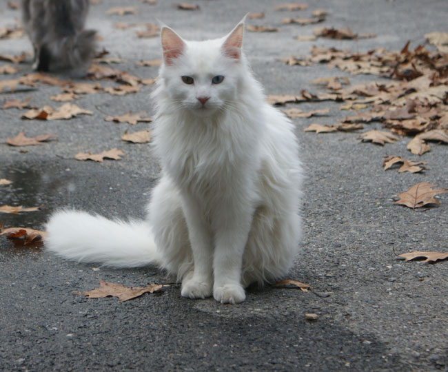 White Maine Coon Cat Sitting On Road