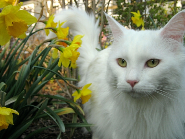 White Maine Coon Cat With Flowers