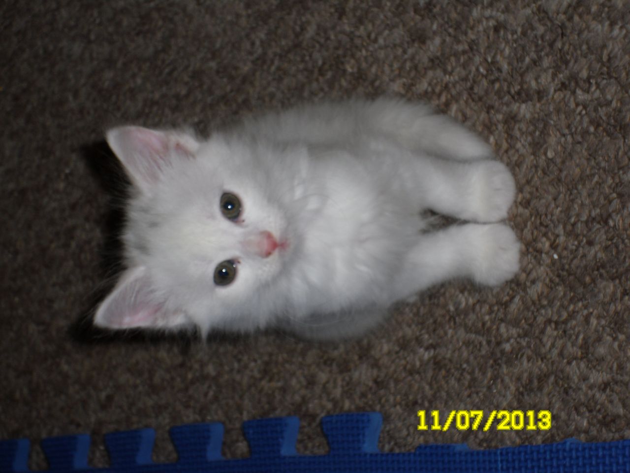 White Maine Coon Kitten Looking At Camera