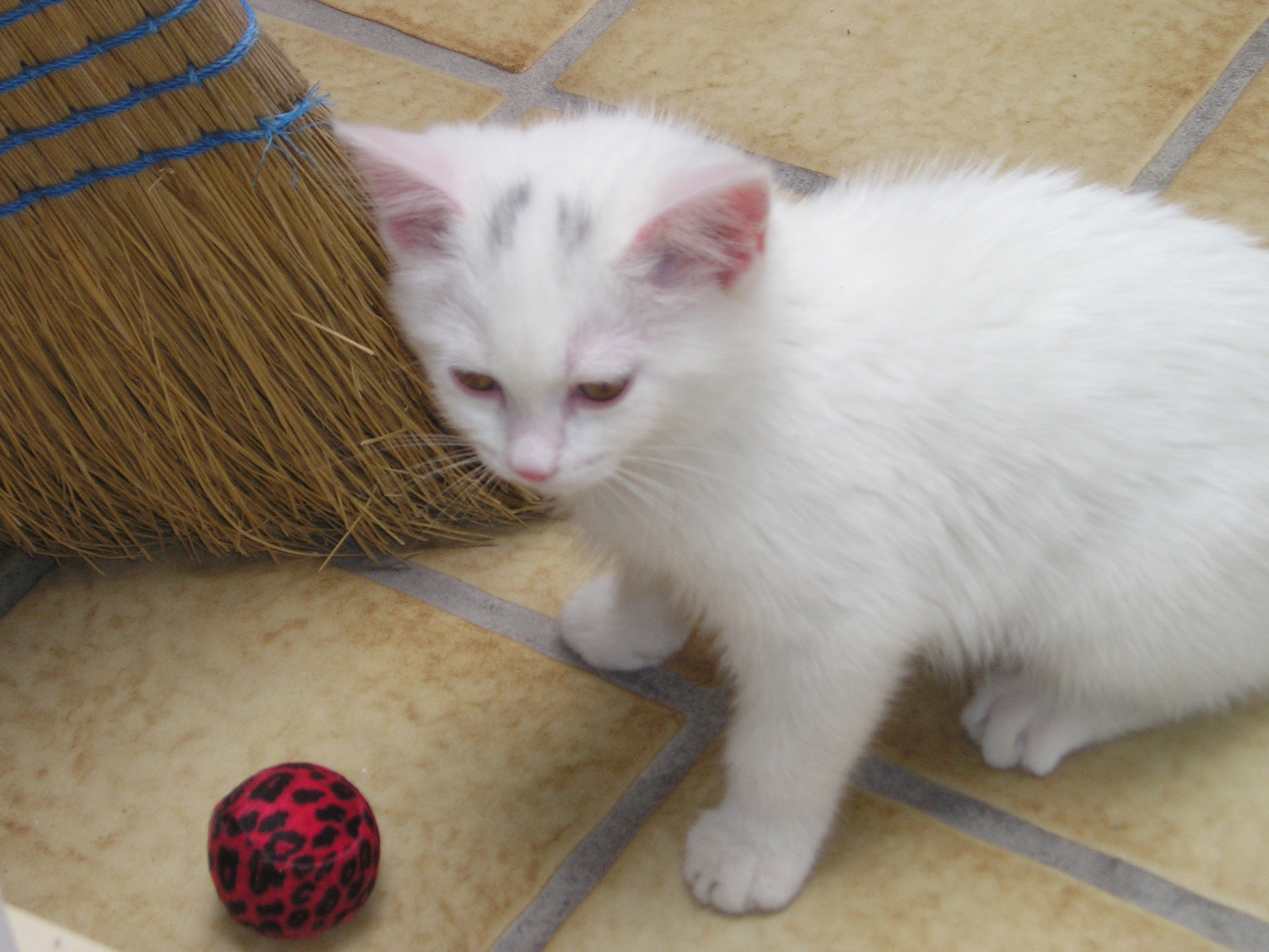 White Maine Coon Kitten Playing With Ball