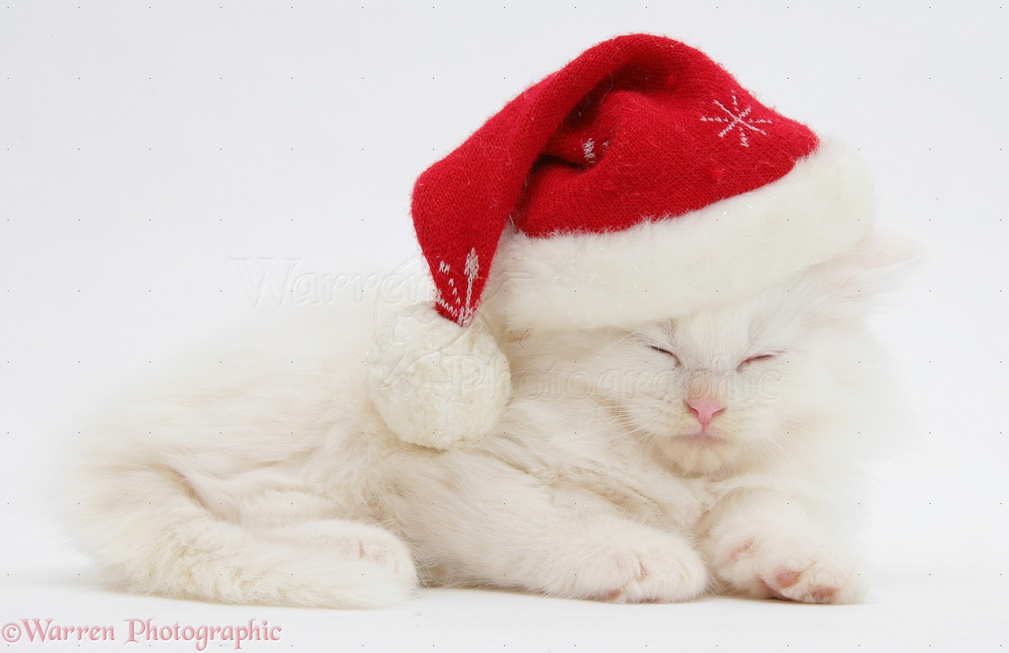 White Maine Coon Kitten Wearing Santa Hat