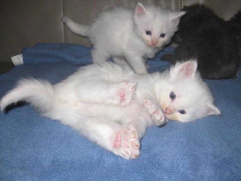 White Maine Coon Kittens Picture