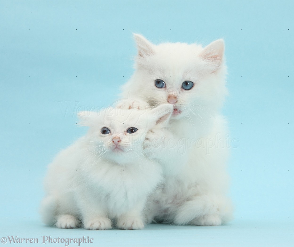 White Maine Coon Kittens