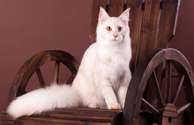 White Maine Coon Sitting On Chair