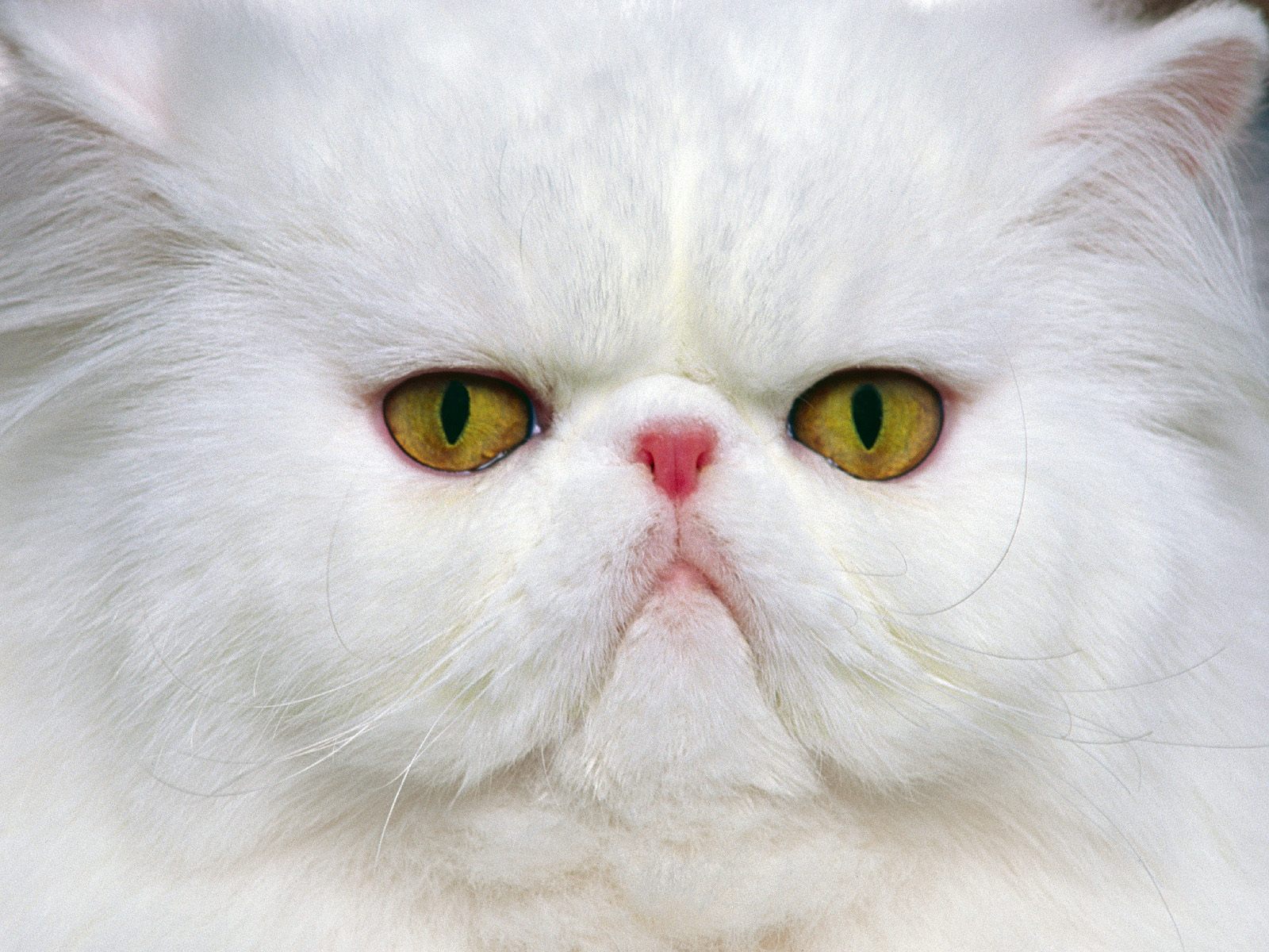 White Persian Cat Face Closeup