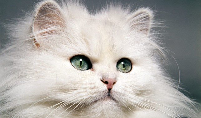 White Persian Cat Face