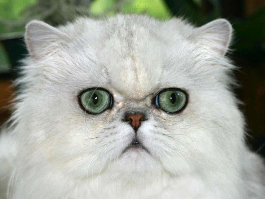 White Persian Cat Green Eyes