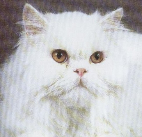 White Persian Cat Image