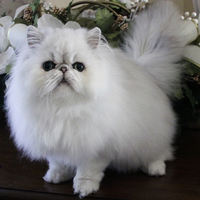 White Persian Cat Picture