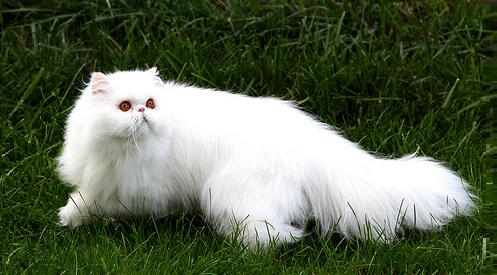 White Persian Cat Sitting On Grass