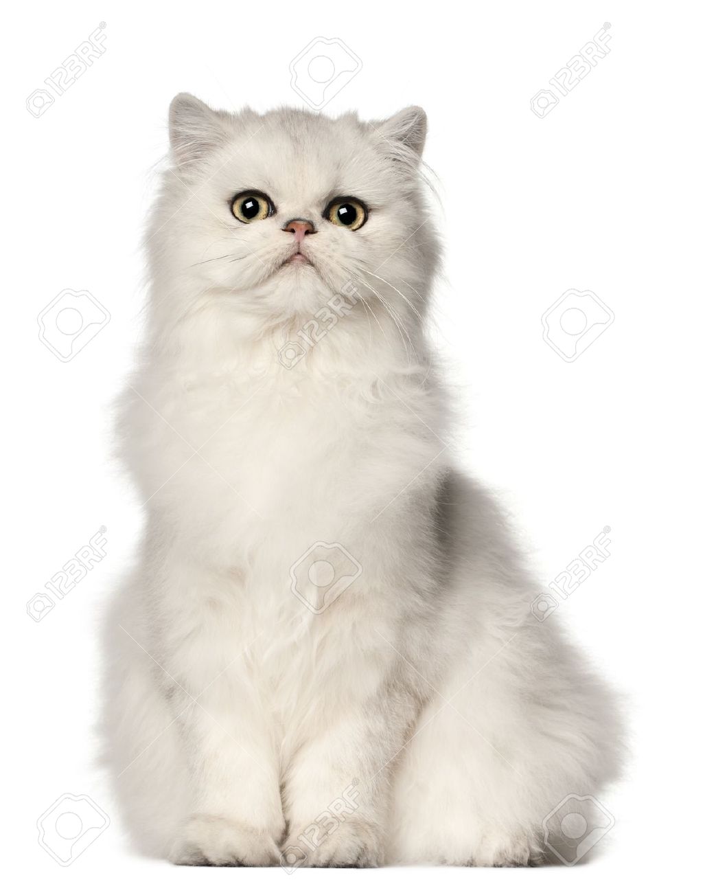 White Persian Cat Sitting Picture