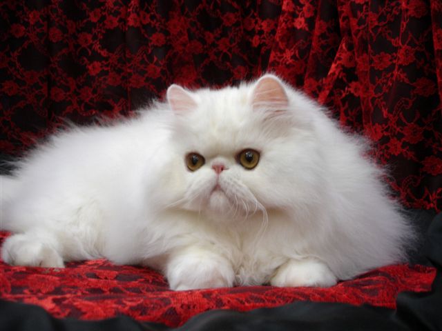 White Persian Cat Sitting