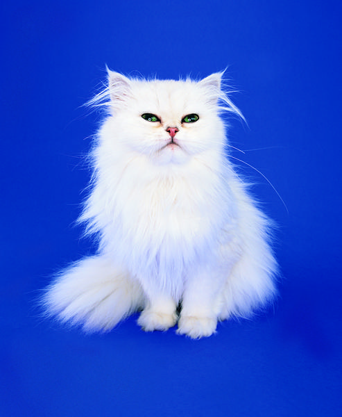 White Persian Cat With Blue Eyed