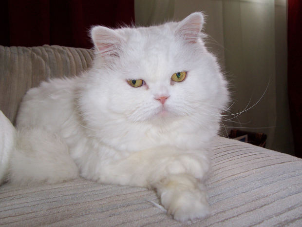 White Persian Cat With Yellow Eyes Picture