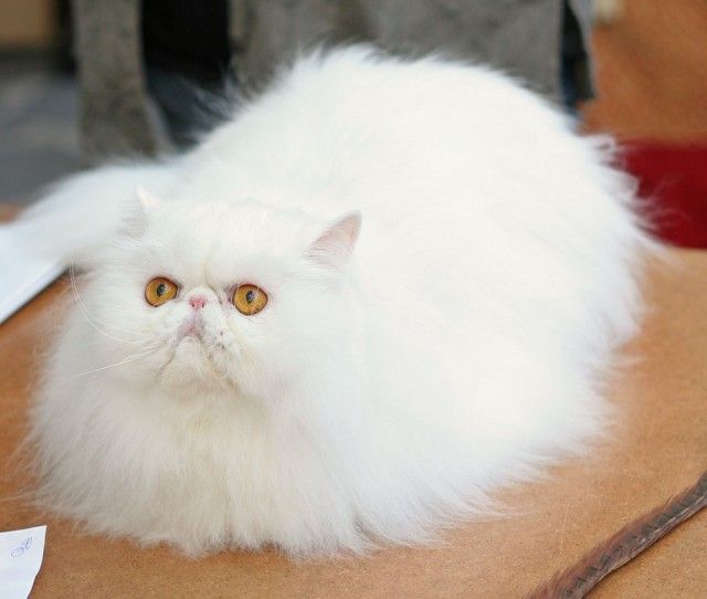 White Persian Cat With Yellow Eyes