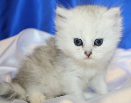 White Persian Kitten Picture