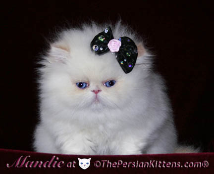 White Persian Kitten With Bow