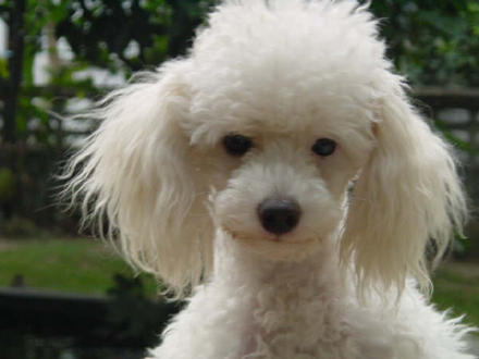 White Poodle Dog Closeup Picture