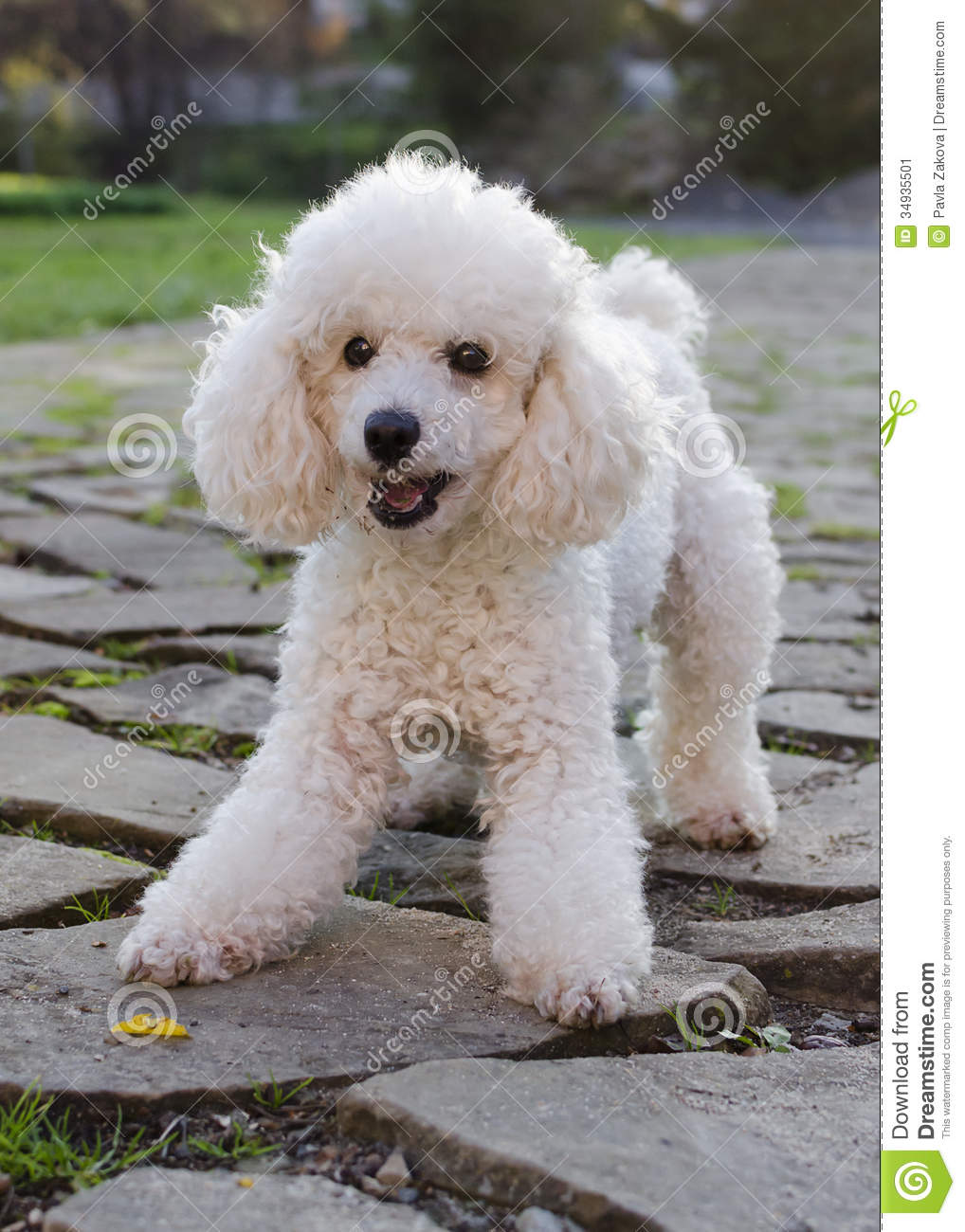 White Poodle Dog Image