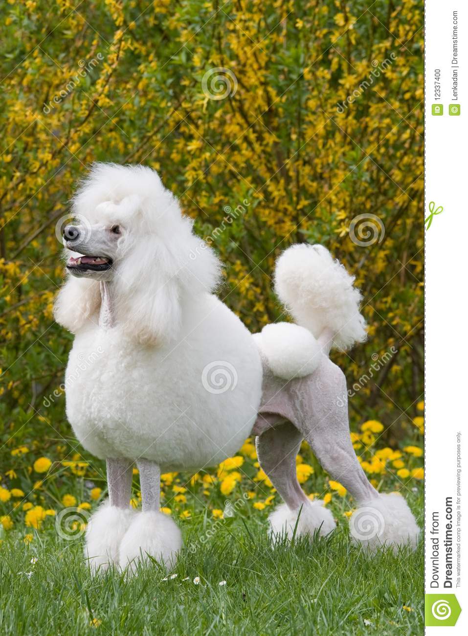 White Poodle Dog In Lawn