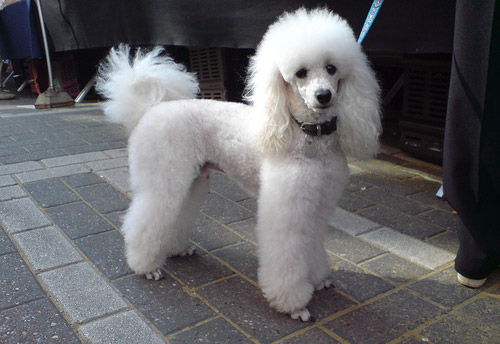 White Poodle Dog Looking At Camera