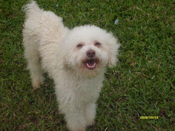 White Poodle Dog On Grass