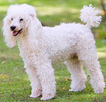 White Poodle Dog Picture