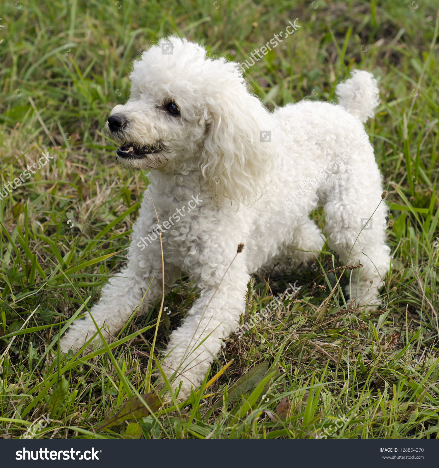 White Poodle Dog Playing In Lawn