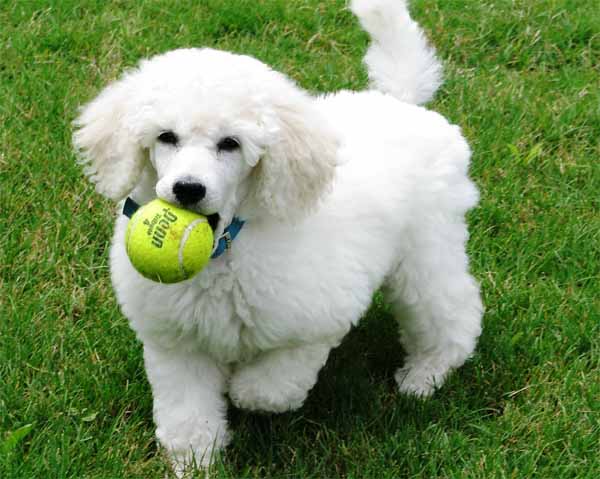 White Poodle Dog Playing With Ball