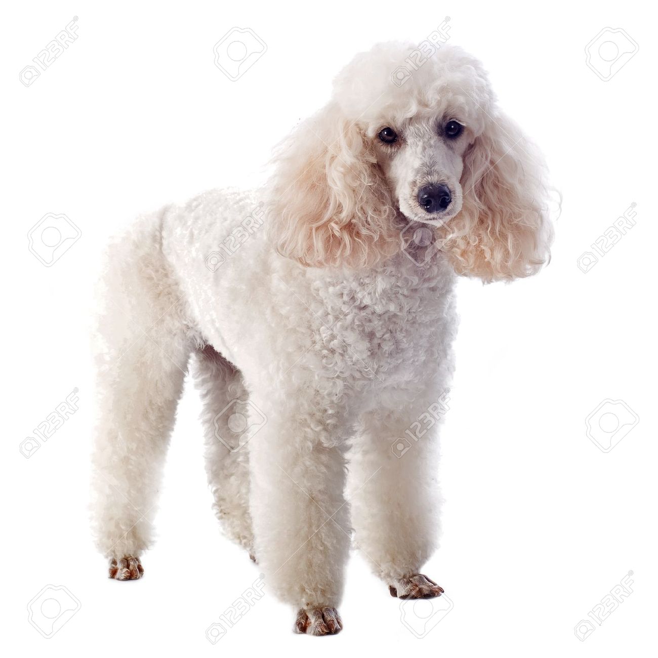 White Poodle Dog Posing